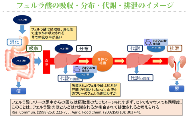 フェルラ酸の吸収・分布・代謝・排泄のイメージ