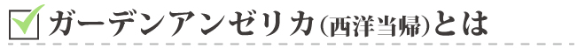 ガーデンアンゼリカとは