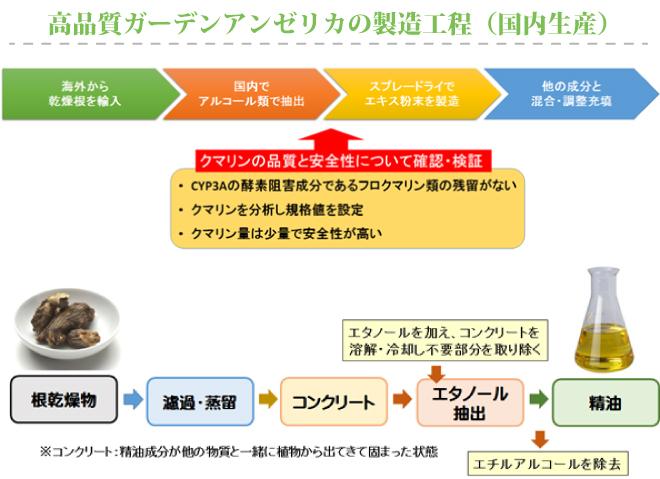 高品質ガーデンアンゼリカの製造工程（国内生産）