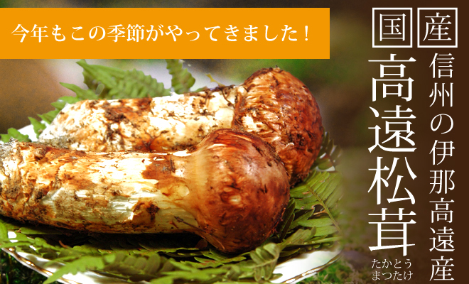 国産信州の伊那高遠産 高遠松茸