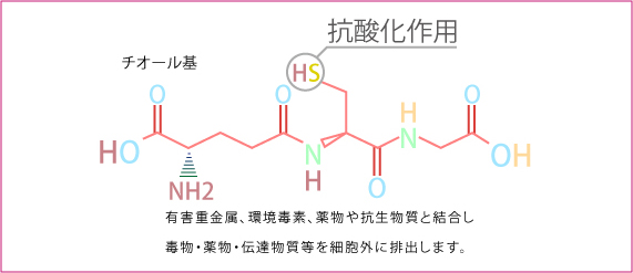 グルタチオン　チオール基