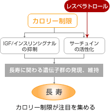 抗酸化、カロリー制限が注目を集める