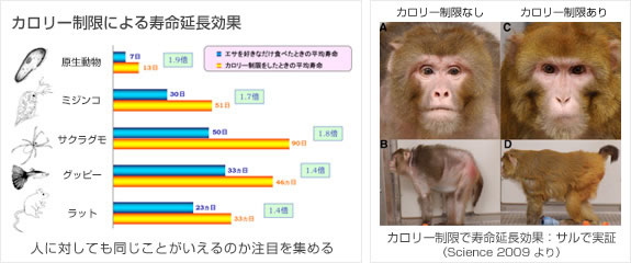 カロリー制限による寿命延長効果