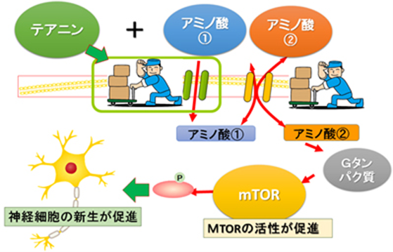 科学的根拠