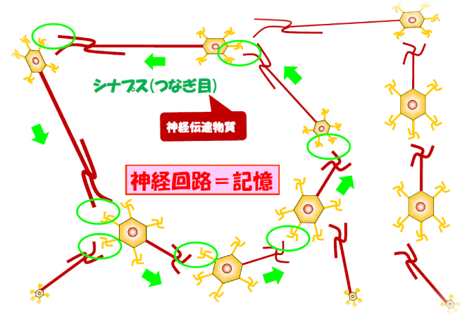 神経ネットワークの形成