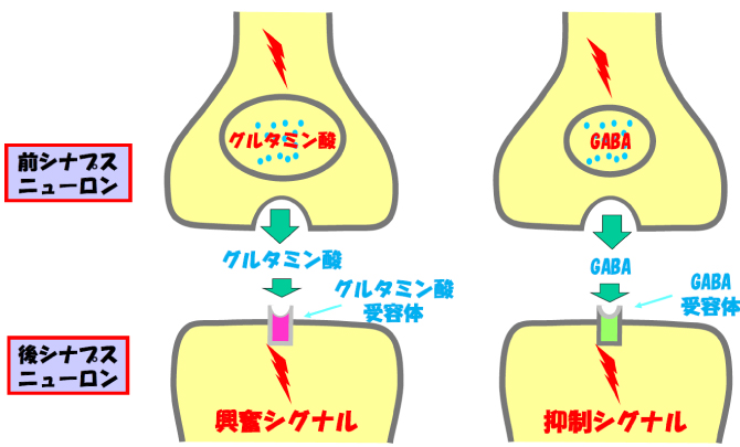 ニューロンとシナプス