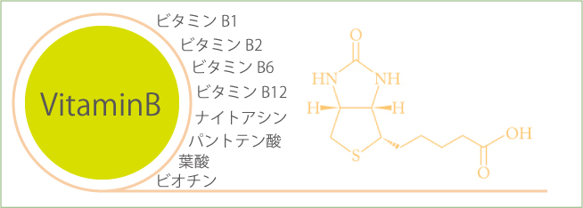 ビタミンb群一覧表